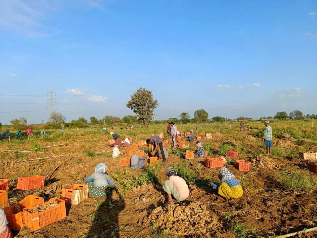 agricultural export consultancy India