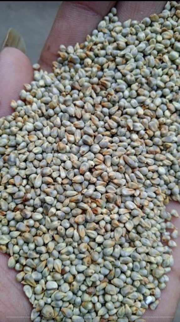 export product portfolio India